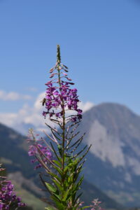 Fleur de montagnes