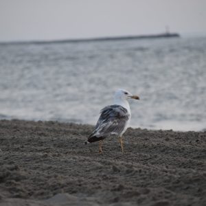1678798480089 Mouette repérant sa proie